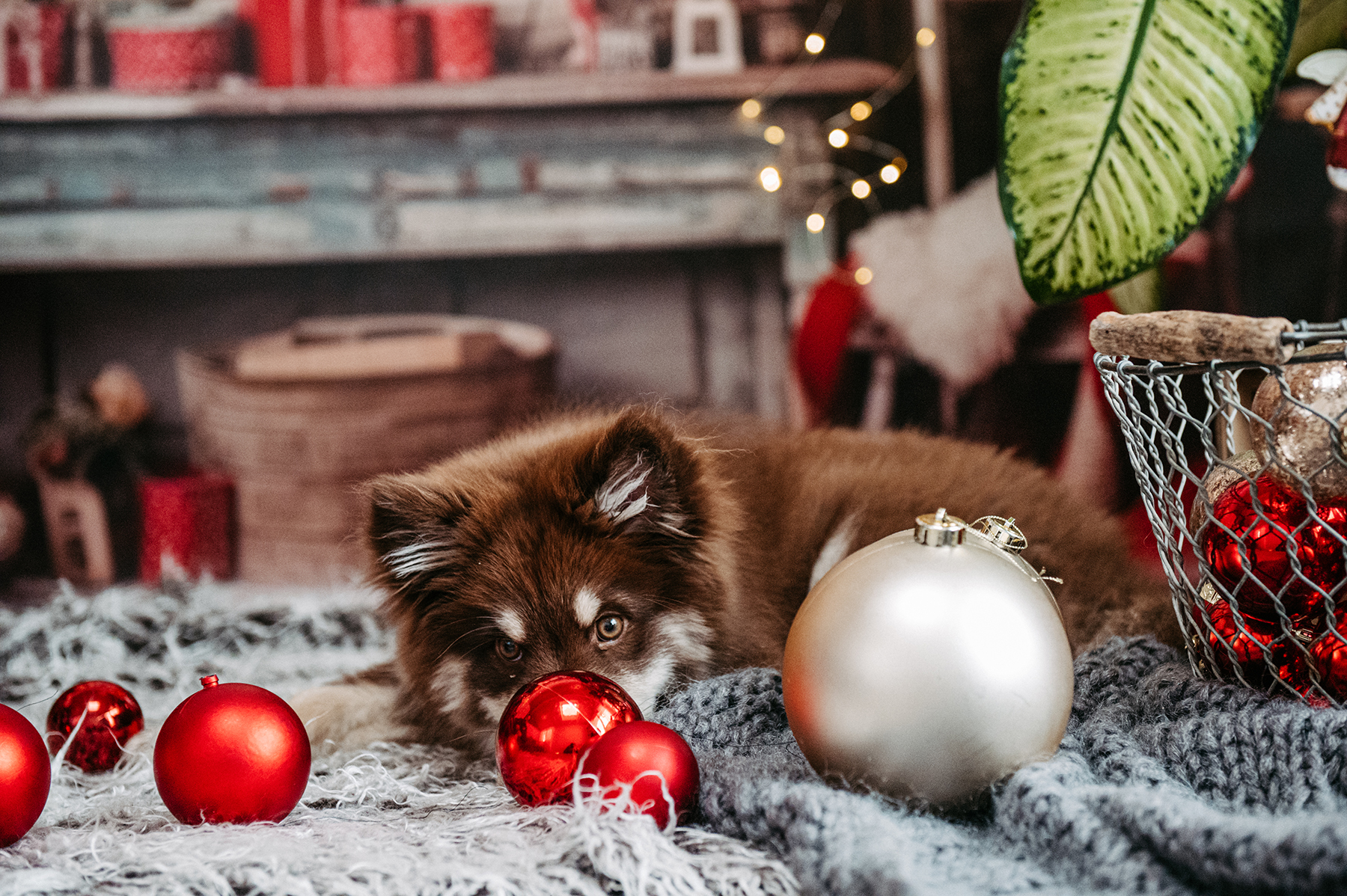 Glitzer für Tiere
