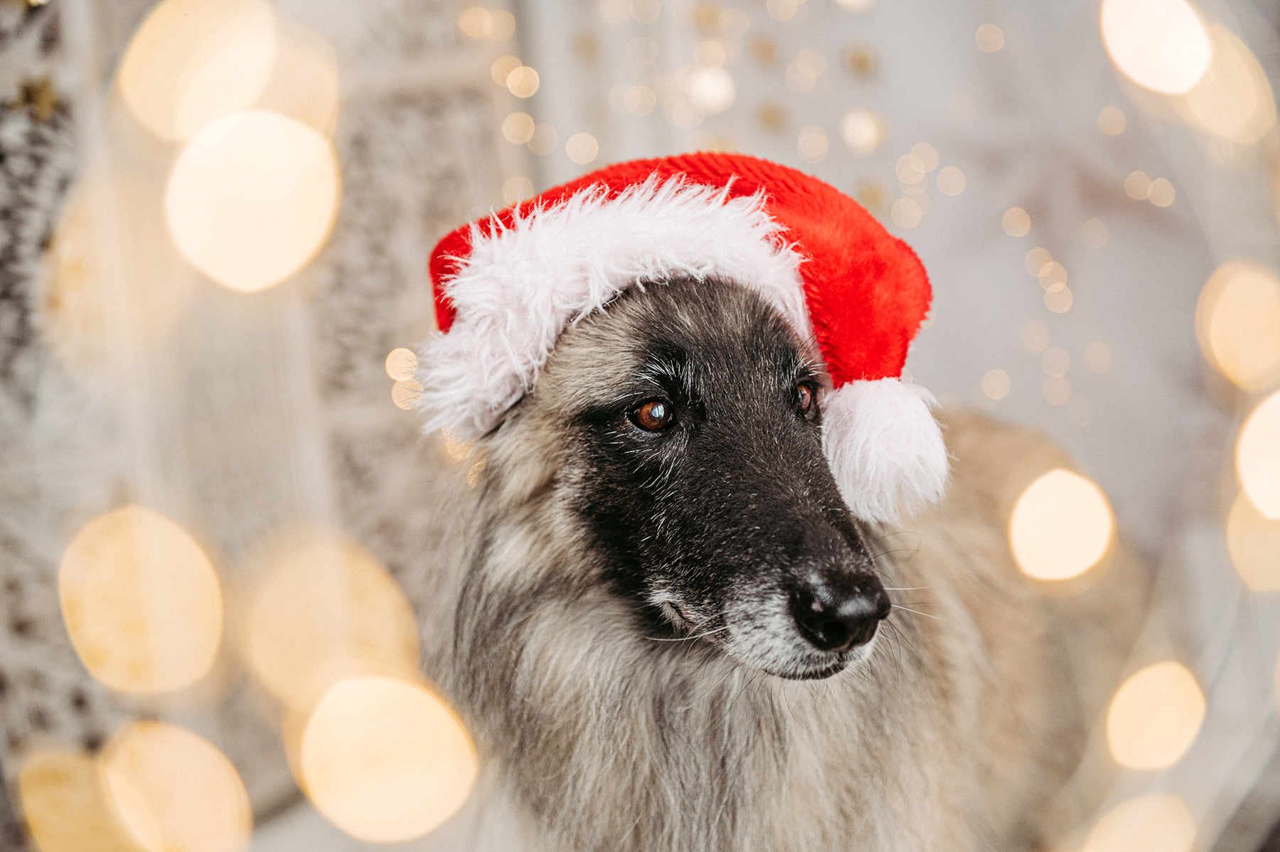Glitzer für Tiere